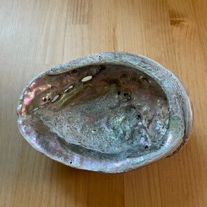 Iridescent Abalone Shell Home Decor